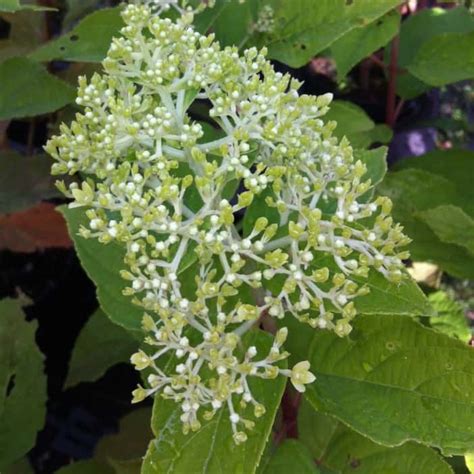 Limelight Hydrangea - Grows tips, pruning, advice and guides