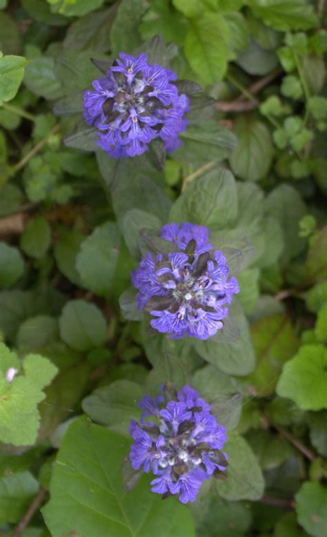 Bugle Was a Purple Roadside Weed – wildeherb.com