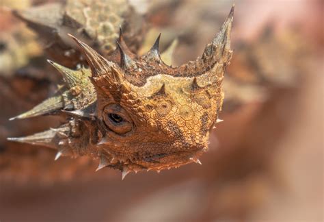 Download Reptile Lizard Animal Thorny Devil HD Wallpaper by Mccamli