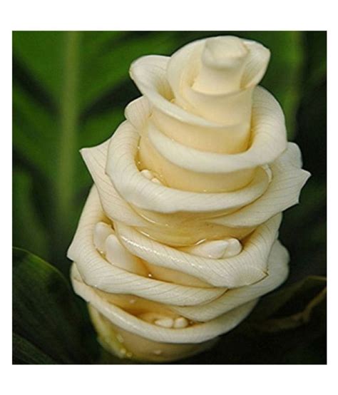 RedOak Calathea Flower Seeds-White-50PCS: Buy RedOak Calathea Flower Seeds-White-50PCS Online at ...