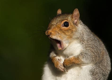 These Fat Squirrels Have Gone Nuts For Nuts Like 'The Iceage One'