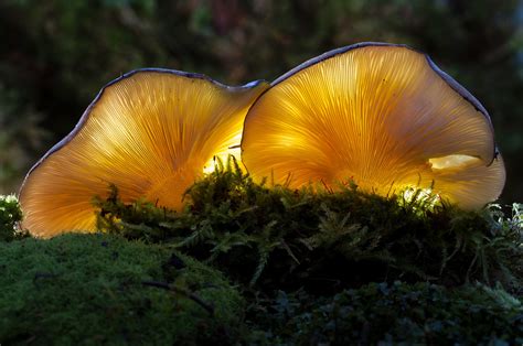 Make Gorgeous Polymer Mushroom Lights for a Magical Garden Effect - Garden and Happy