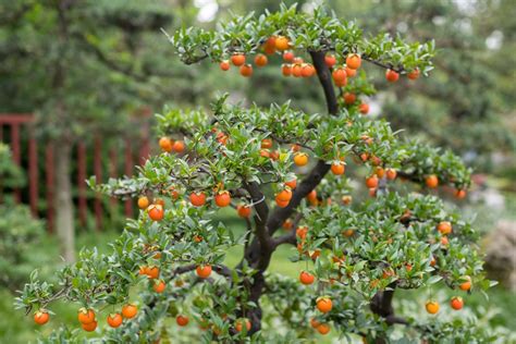 Bonsai Orange Tree Care - Garden.eco