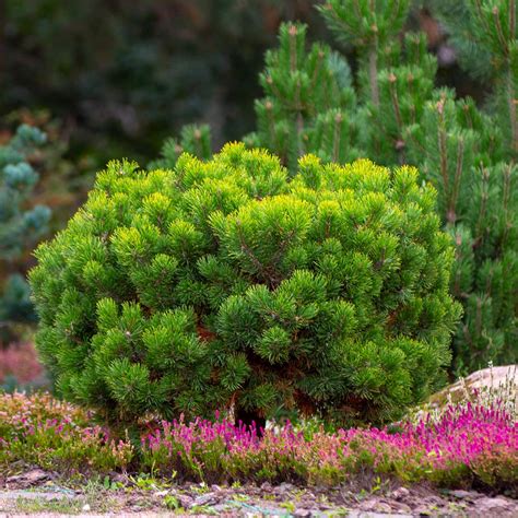 Dwarf Mugo Pine Shrubs for Sale | FastGrowingTrees.com