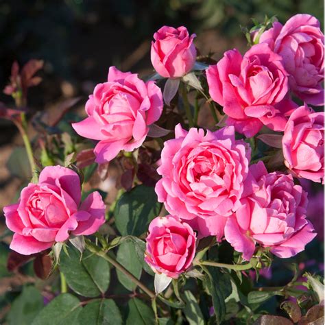 Pink Double Knock Out Rose | PlantAddicts.com