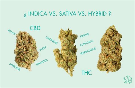 Sativa vs Indica: ¿Conoces las diferencias? - Cannactiva