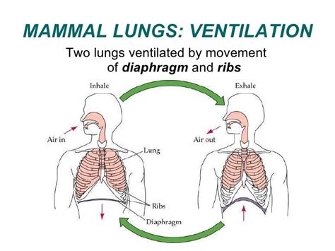 04 respiration in animals