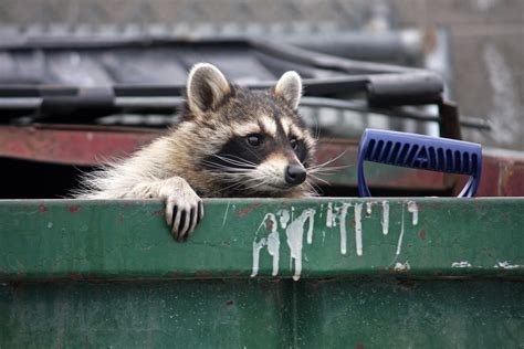 How to Raccoon-Proof Your Garbage Cans | Terminix