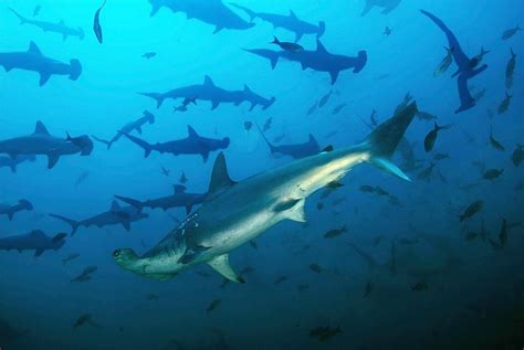 Baby Hammerhead Shark: Size, Identification, Color, Fins, Exhaustive Facts - Animal Queries