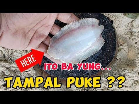 ISDANG TAMPAL PUKE NAHUKI NAMIN SA DASOL, PANGASINAN BEACH #tampalpuke #fish #isdaan - YouTube