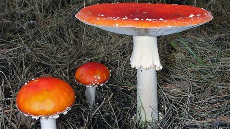 #172: The Genus Amanita – Fungus Fact Friday