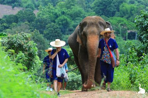 ETHICAL ELEPHANT TOURISM | Elephant Sanctuary Park in Chiang Mai (Thailand).