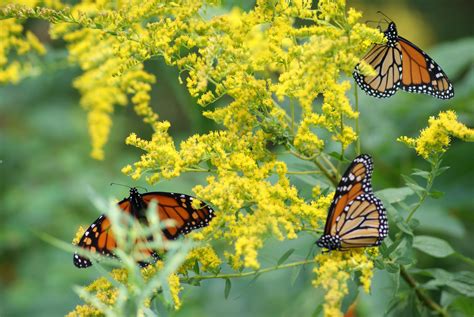 Monarch Butterflies On Goldenrods - Birds and Blooms | Monarch butterfly, Monarch, Beautiful ...