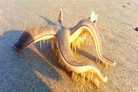 VIDEO: Rare Footage of a Starfish 'Walking' on the Beach - 30A