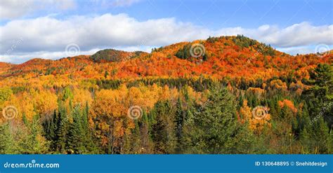 Panoramic Landscape of Fall Foliage in Quebec Stock Image - Image of fall, meadows: 130648895