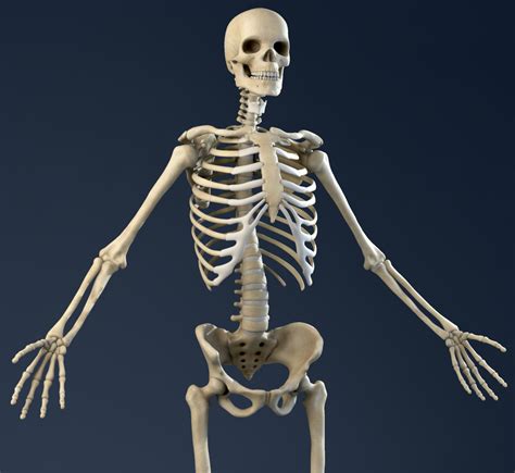 Anatomy Bones and Skin (male) 3D Model