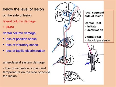 Anatomy of ascending and descending tracts