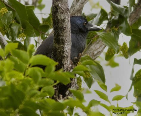 Images of Nature From Around the World: Birding New Caledonia - July-August 2009