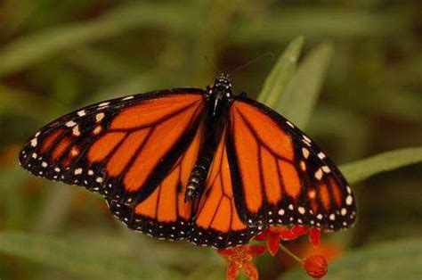 No map, no problems for monarchs