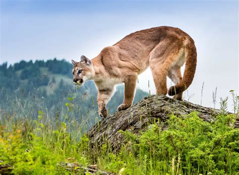 Mountain lions are taking more risks after Woolsey fire - Earth.com