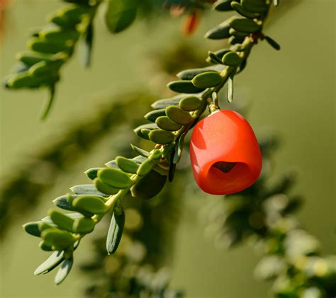 Red Berry Plant · Free Stock Photo