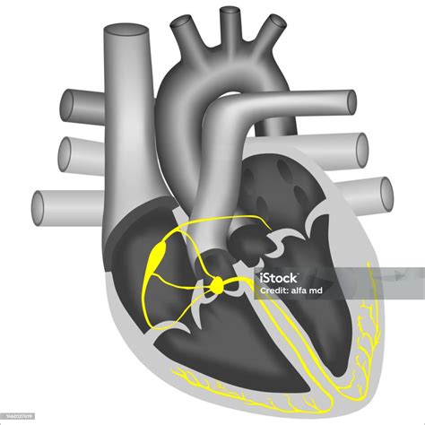 Jalur Konduksi Listrik Di Jantung Ilustrasi Stok - Unduh Gambar ...