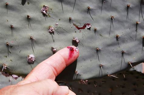 Cochineal Scale | Nature Collective