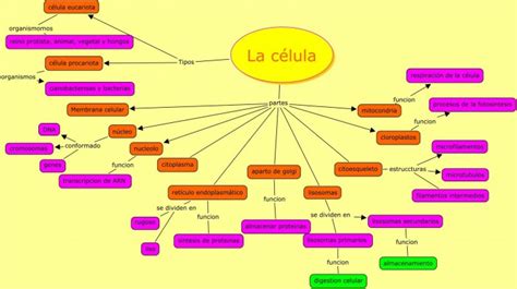 mapa mental celula | Cuadro Comparativo