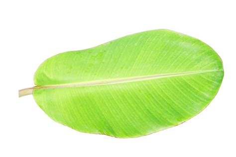 banana leaves for food wrapping 20952468 PNG