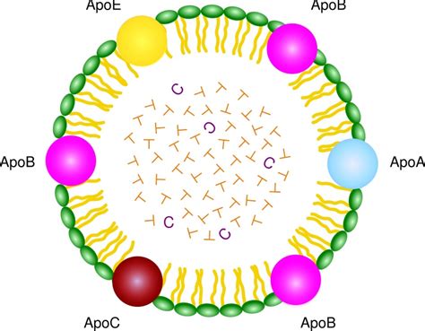 What is the Difference Between Lipoprotein and Apolipoprotein - Pediaa.Com