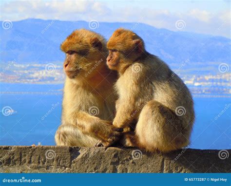 Two Monkeys Sitting on Wall Holding Hands Stock Image - Image of ...