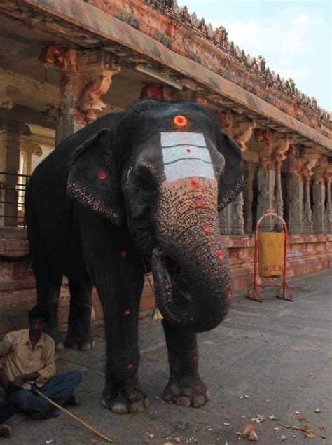 Temple Elephant in Virupaksha temple | Living Large on Tiny Lot