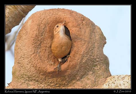 Brazil National Bird | Rufous Hornero in nest, Iguazu National Park ...