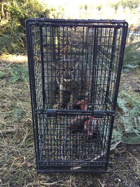 Bobcats in Comstock Bifold Door Cage Traps in Washington! - Comstock Custom Cages