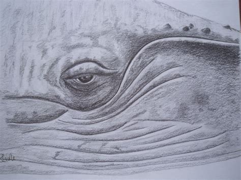 Humpback Whale Pencil drawing by Ruth Searle | Artfinder