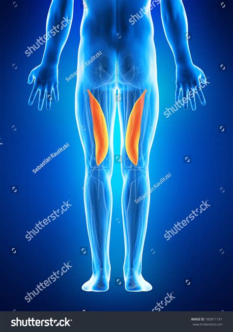 Anatomy Illustration Showing Vastus Medialis Stock Illustration ...