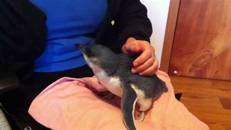 Feeding Rescued Baby Penguin - YouTube