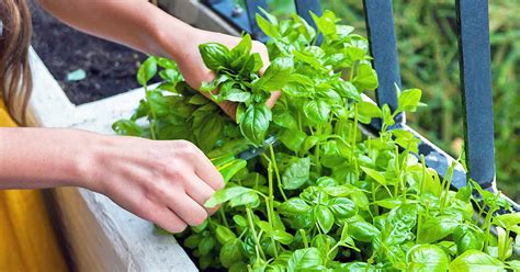 How To Take Care Of A Basil Plant Indoors - topleadgenerationtips