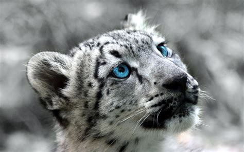 Mac Os X Snow Leopard Wallpaper HD (60+ images)