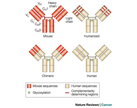 Antibody Humanization Techniques | Custom Antibody Services