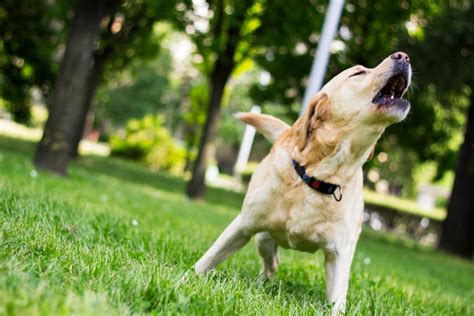 Why Is My Dog Barking at Nothing? Causes and Treatments for Your Noisy Pooch - Newsweek