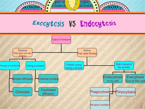 Exocytosis and Endocytosis {Best one}