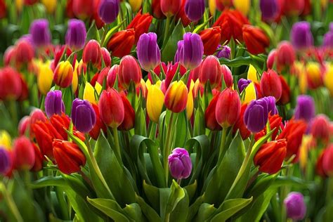 The Many Looks and Classifications of Tulips - Dengarden