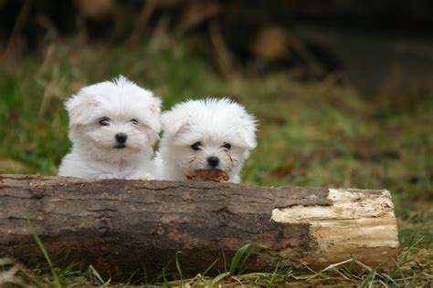 The Best Maltese Puppies Photos 2014, Cute And Funny - Pictures Of Animals 2016