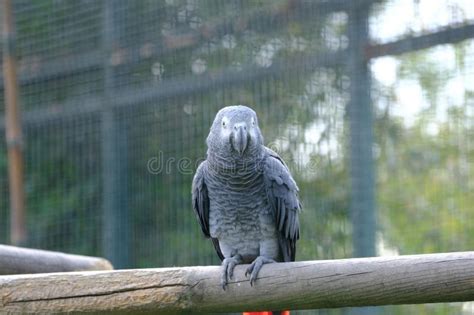 493 Grey Parrot Talking Stock Photos - Free & Royalty-Free Stock Photos ...