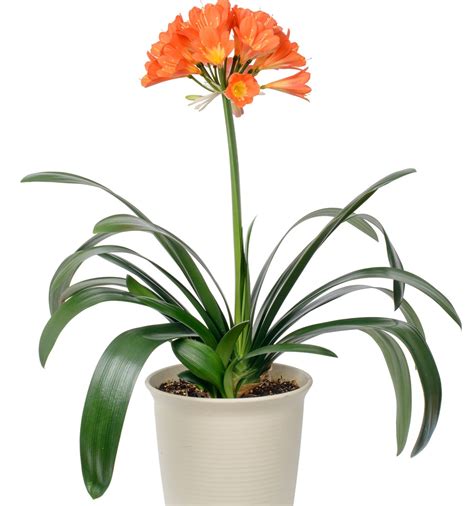 How to Grow And Care for a Clivia Plant