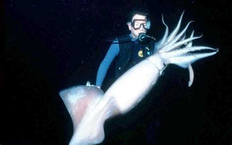 Humboldt Squid – "OCEAN TREASURES" Memorial Library