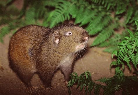 Mountain Beaver | Coniferous Forest