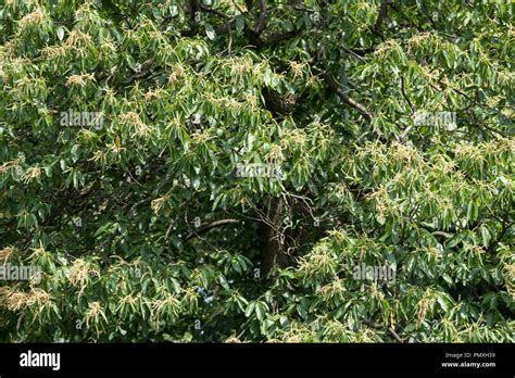 Tree Top Walkway - Kew Gardens Stock Photo - Alamy