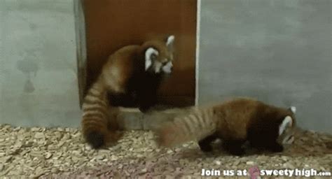 Red Pandas GIFs - Find & Share on GIPHY